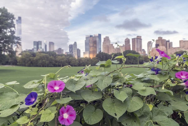 Morning Glory bloem, Central Park — Stockfoto