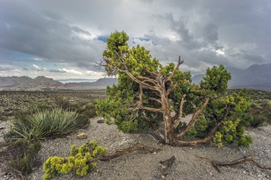  Kızıl Kaya Kanyonu