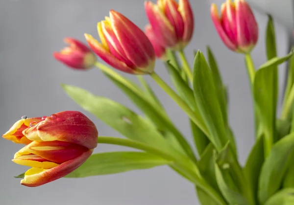 El tulipán es una flor del género Tulipa. , — Foto de Stock