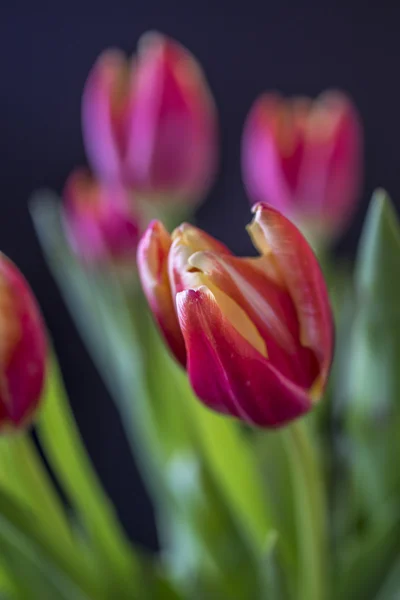 A tulipán is a nemzetség tulipa virágok, — Stock Fotó