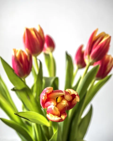 Тюльпан - это цветы из рода Tulipa , — стоковое фото