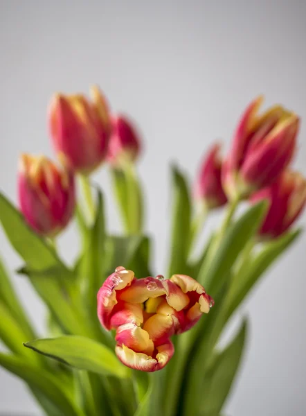 튤립은 꽃 속 tulipa에, — 스톡 사진