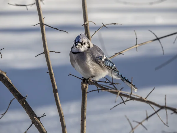 Jay azul en invierno nieve — Foto de Stock