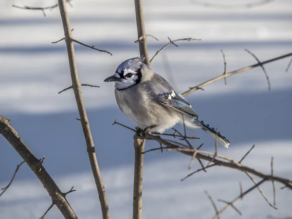 Jay bleu dans la neige d'hiver — Photo