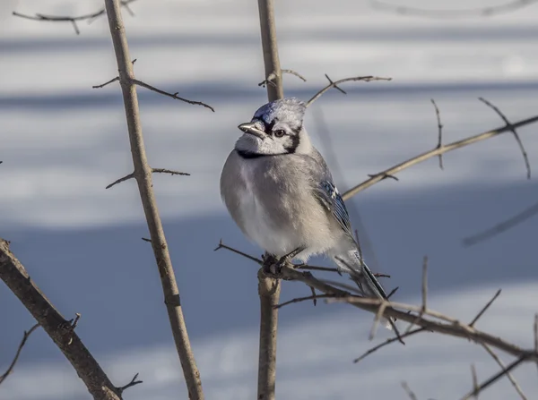 Jay azul en invierno nieve —  Fotos de Stock