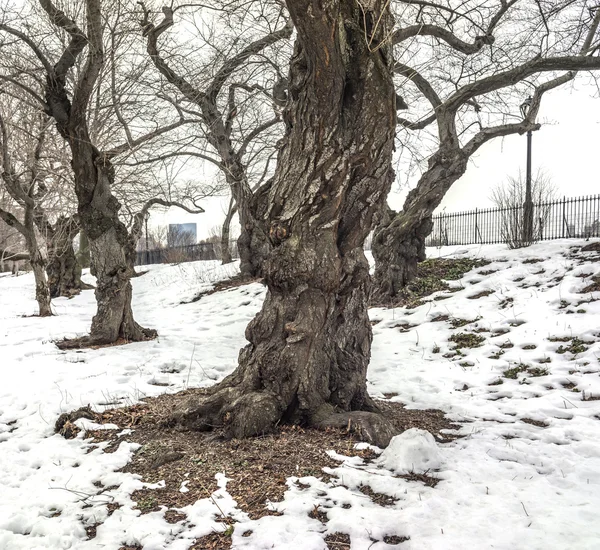 纽约市中央公园樱桃树 — 图库照片
