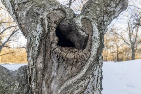 Tree Central Park, Nueva York — Foto de Stock