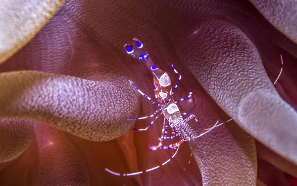 Spotted cleaner shrimp — Stock Photo, Image