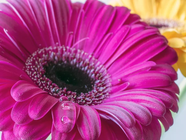 Berberblümchen, Gerbera jamesonii mit Wasser dro — Stockfoto