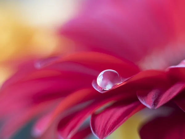 Barberton daisy,Gerbera jamesonii with water drop — Stock Photo, Image