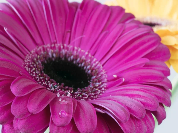 Barberton daisy, Gerbera jamesonii med vatten dro — Stockfoto