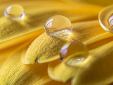 Sarı Barberton daisy, Gerbera jamesonii