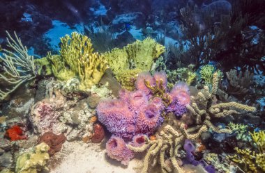 Sualtı mercan kayalığı Karayipler