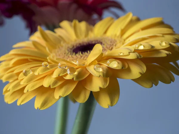 Yellow Barberton daisy,Gerbera jamesonii — Stock Photo, Image