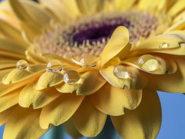 Yellow Barberton daisy,Gerbera jamesonii — Stock Photo, Image