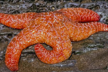 Pisaster ochraceus  starfish clipart