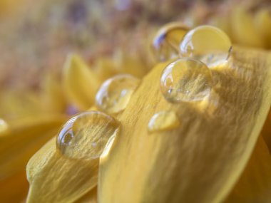 Barberton daisy, Gerbera jamesonii