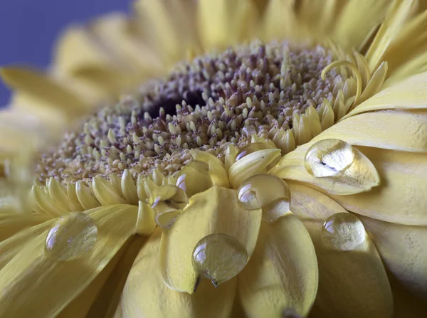 Barberton daisy,Gerbera jamesonii — Stock Photo, Image