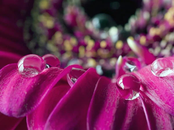 Margarita de Barberton, Gerbera jamesonii — Foto de Stock