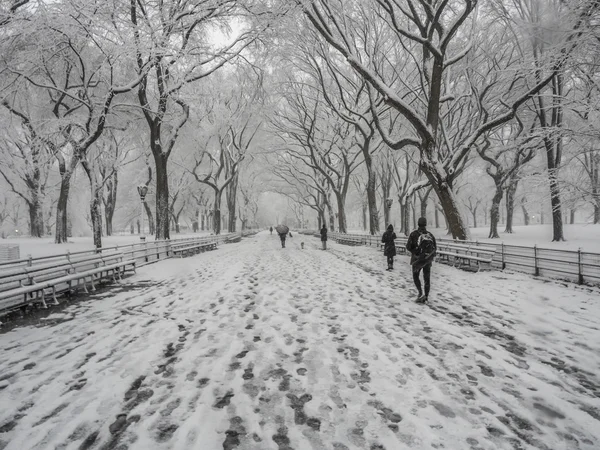 Central Park, New York City snöstorm — Stockfoto