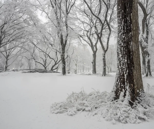 Центральный парк, Нью-Йорк — стоковое фото
