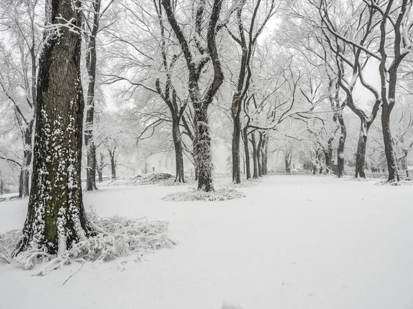 Central Park, Nova York tempestade de neve — Fotografia de Stock