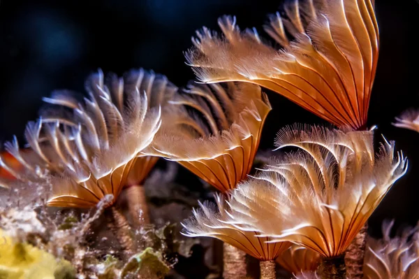 Social feather duster, Bispira brunnea — Stock Photo, Image