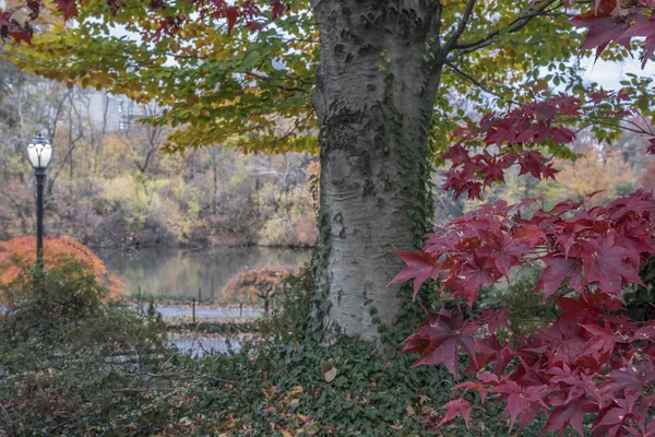 Central Park, Nueva York otoño —  Fotos de Stock