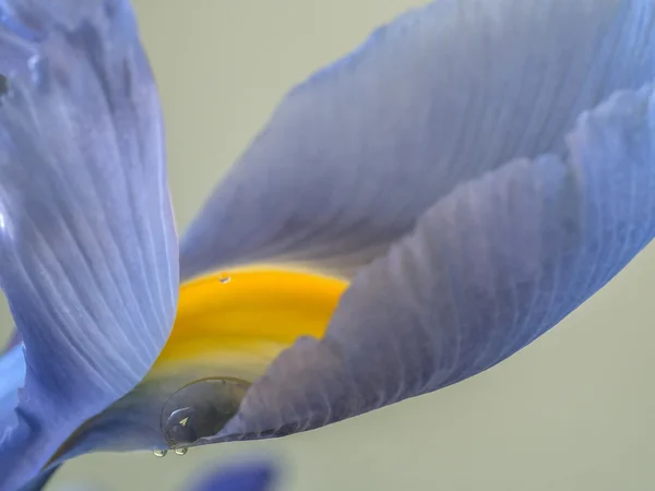 Bloe Iris flower — Zdjęcie stockowe