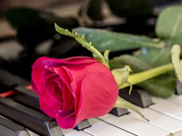 在钢琴上的红玫瑰 — 图库照片