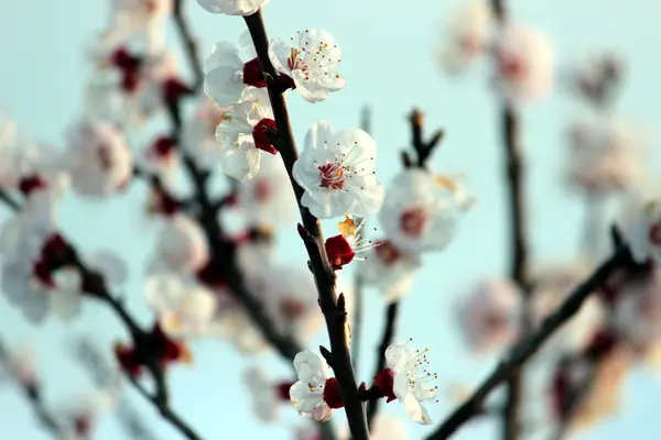 Algunas flores de cerezo — Foto de Stock