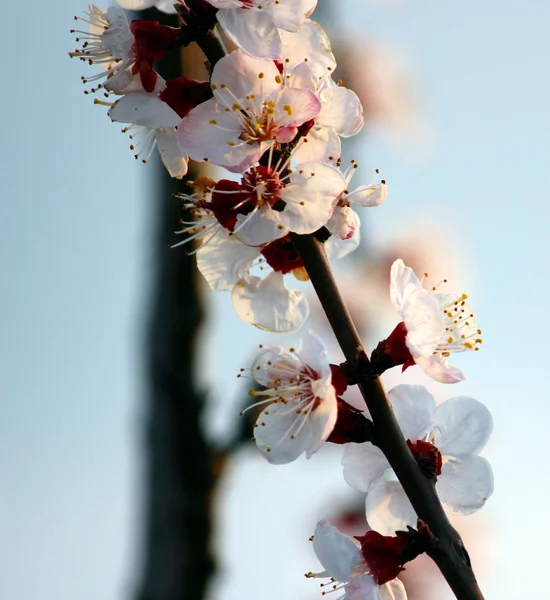 Algunas flores de cerezo — Foto de Stock