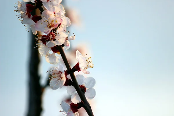 Algunas flores de cerezo — Foto de Stock