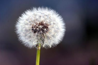 Karahindiba çiçeği