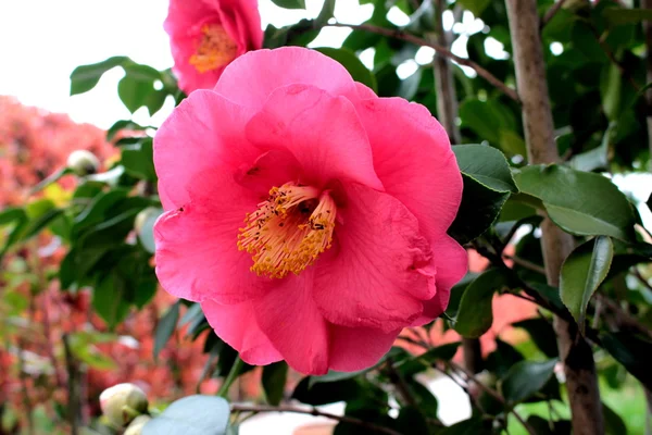 Uma flor de camélia — Fotografia de Stock