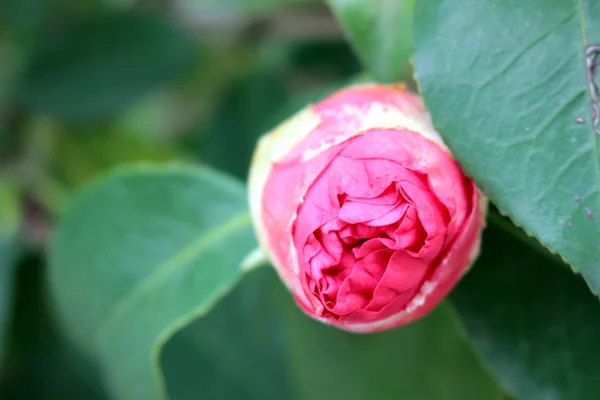 Uma flor de camélia — Fotografia de Stock