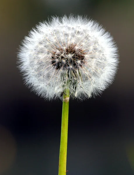 A flor de dente-de-leão — Fotografia de Stock