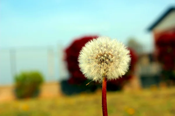 A flor de dente-de-leão — Fotografia de Stock