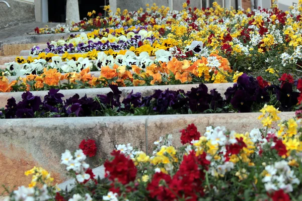Деякі кольорові квіти — стокове фото