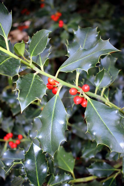 a plant of holly