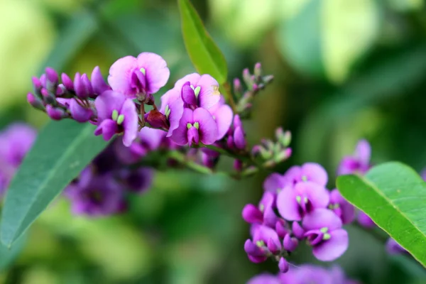 Some flowers in the garden — Stock Photo, Image