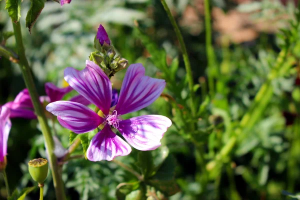 Algumas flores no jardim — Fotografia de Stock