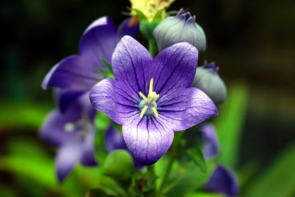 Några blommor i trädgården — Stockfoto