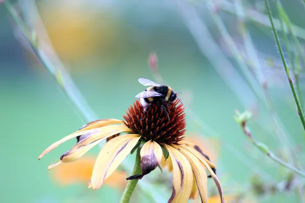 Ein gelbes Gänseblümchen mit Hummel — Stockfoto