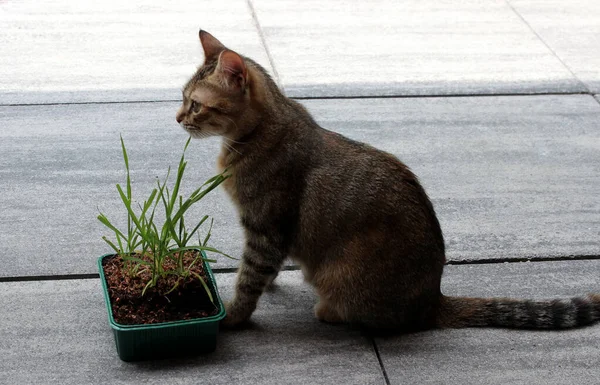 Gatto Domestico Europeo — Foto Stock