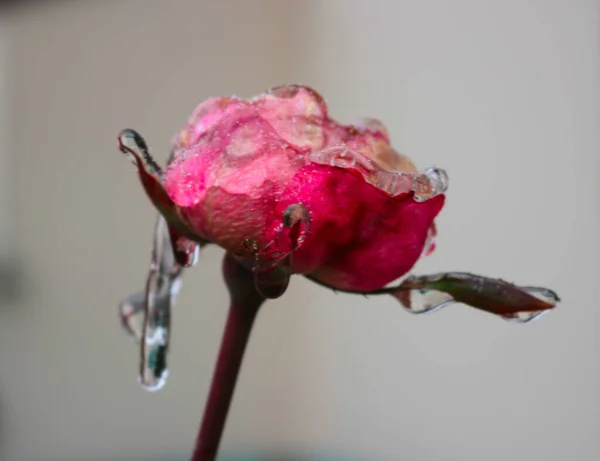 Uma Rosa Com Gotas Desenhado — Fotografia de Stock