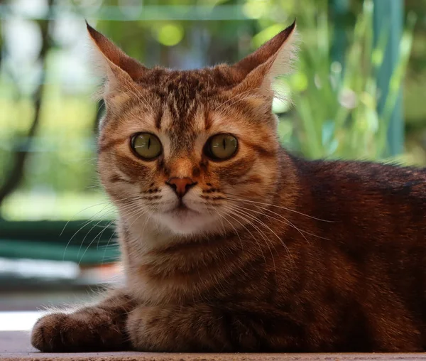 Gato Europeu Sentado Jardim — Fotografia de Stock