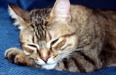 Avrupa kedisi kanepede uyuyor.