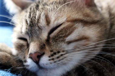 Avrupa kedisi kanepede uyuyor.