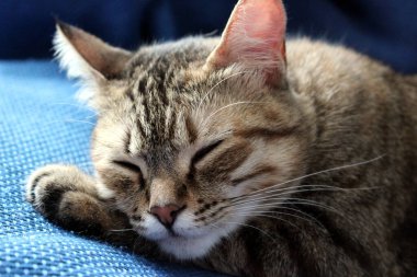 Avrupa kedisi kanepede uyuyor.